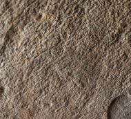 Dickinsonia minima Sprigg 1949 & Palaeopascichnus delicatus Palij, 1976