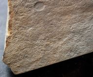 Dickinsonia minima Sprigg 1949 & Palaeopascichnus delicatus Palij, 1976