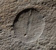 Dickinsonia minima Sprigg 1949 & Palaeopascichnus delicatus Palij, 1976