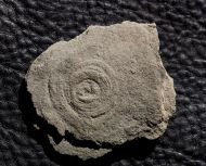 Cyclomedusa delicata Fedonkin, 1981