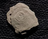 Cyclomedusa delicata Fedonkin, 1981