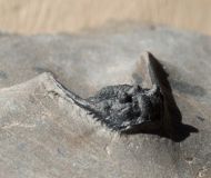 Leonaspis cf hastata ALBERTI 1967