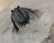 Leonaspis cf hastata ALBERTI 1967