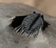 Leonaspis cf hastata ALBERTI 1967