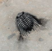 Leonaspis cf hastata ALBERTI 1967
