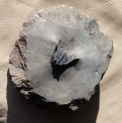 Leonaspis cf hastata ALBERTI 1967