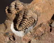 Placoparia cambriensis HICKS, 1875