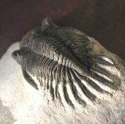 Kayserops marocanensis MORZARDEC 2001