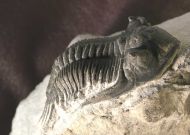 Kayserops marocanensis MORZARDEC 2001
