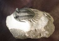 Kayserops marocanensis MORZARDEC 2001
