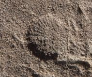 Dickinsonia costata (Sprigg, 1947)