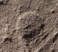 Dickinsonia costata (Sprigg, 1947)