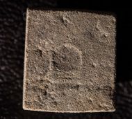 Dickinsonia costata (Sprigg, 1947)