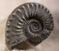 Peltoceras athleta (Philips 1829)