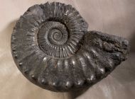 Peltoceras athleta (Philips 1829)