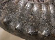 Peltoceras athleta (Philips 1829)