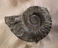 Peltoceras athleta (Philips 1829)
