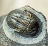 Cyberella lemkei BASSE, 2004