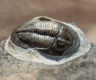 Cyberella lemkei BASSE, 2004