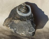 Cyberella lemkei BASSE, 2004