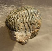 Morocops spinifer Viersen, et al. 2017