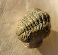 Morocops spinifer Viersen, et al. 2017