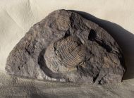 Eccaparadoxides pusillus (Barrande, 1846)