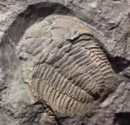 Eccaparadoxides pusillus (Barrande, 1846)