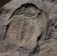 Eccaparadoxides pusillus (Barrande, 1846)