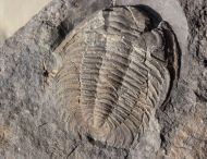 Eccaparadoxides pusillus (Barrande, 1846)