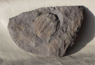 Eccaparadoxides pusillus (Barrande, 1846)