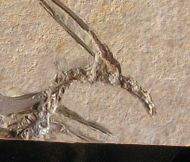 Archaeopteryx lithographica Meyer, 1861