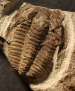Euloma sp.