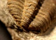 Euloma sp.