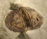 Asaphellus fezouataensis  Vidal, 1998