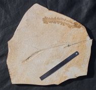 Plesioteuthis prisca RPPEL 1829