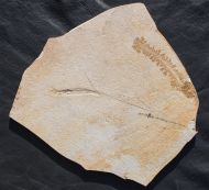 Plesioteuthis prisca RPPEL 1829