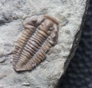 Flexicalymene senaria (CONRAD, 1841)
