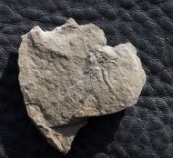 Nephrolenellus geniculatus Palmer, 1998