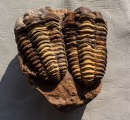 Flexicalymene ouzregui (DESTOMBES, 1966)