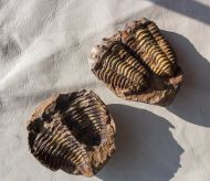 Flexicalymene ouzregui (DESTOMBES, 1966)