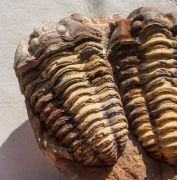 Flexicalymene ouzregui (DESTOMBES, 1966)