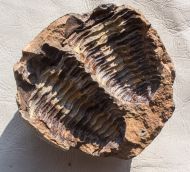Flexicalymene ouzregui (DESTOMBES, 1966)