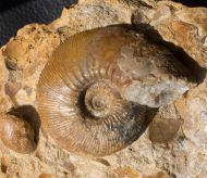 Kepplerites toricelli (Oppel)