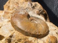 Kepplerites toricelli (Oppel)