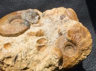 Kepplerites toricelli (Oppel)