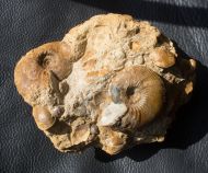 Kepplerites toricelli (Oppel)