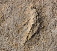 Myrmicium nanus (HANDLIRSCH, 1906)