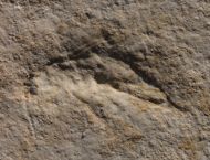 Myrmicium nanus (HANDLIRSCH, 1906)