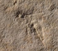 Myrmicium nanus (HANDLIRSCH, 1906)